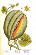 خربزه عسلی